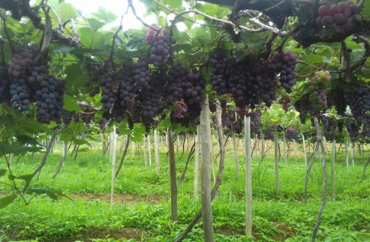 O Rio de Janeiro comprova sanidade em áreas de produção de uva
