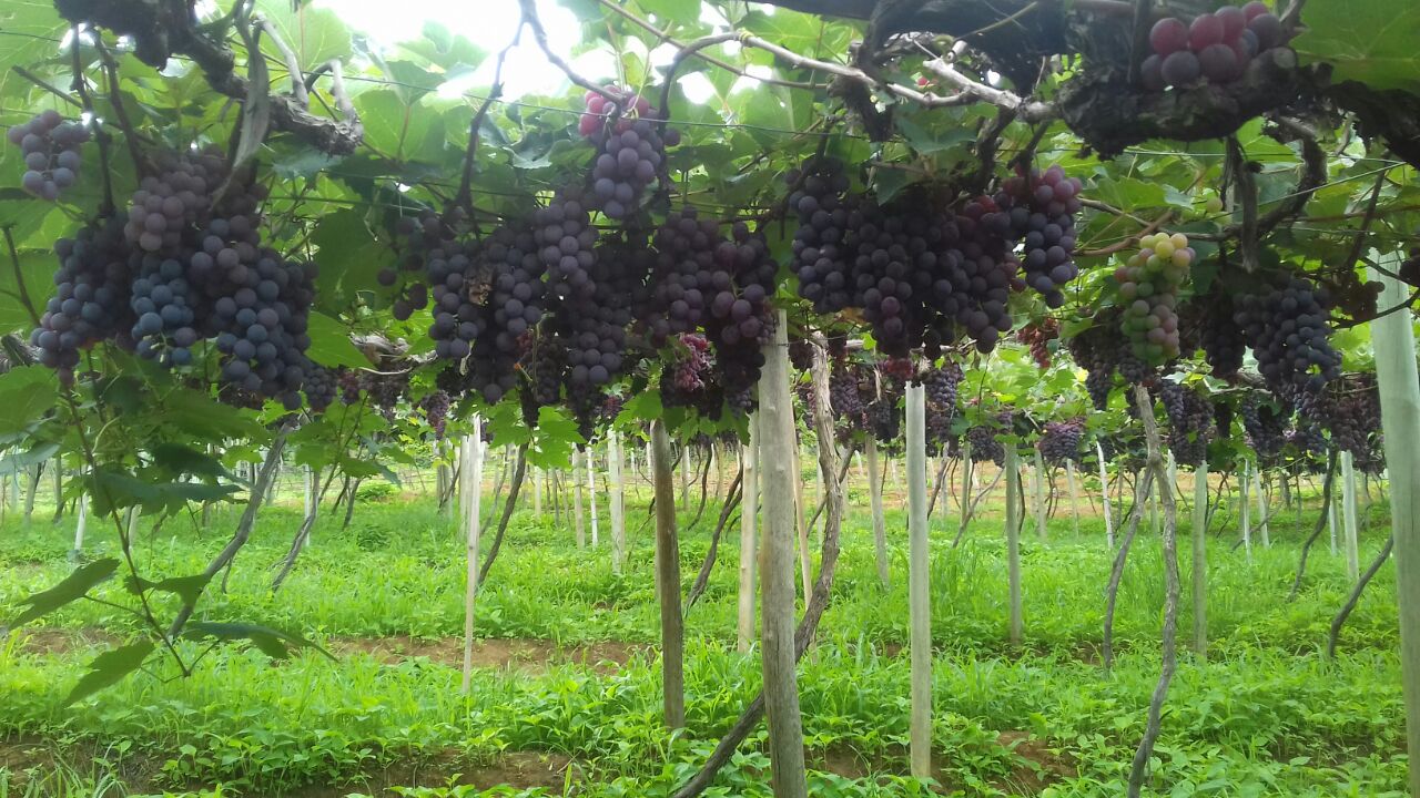 O Rio de Janeiro comprova sanidade em áreas de produção de uva