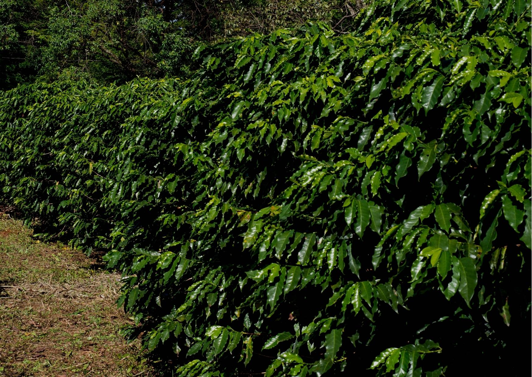 Artigo: O momento delicado da cafeicultura brasileira