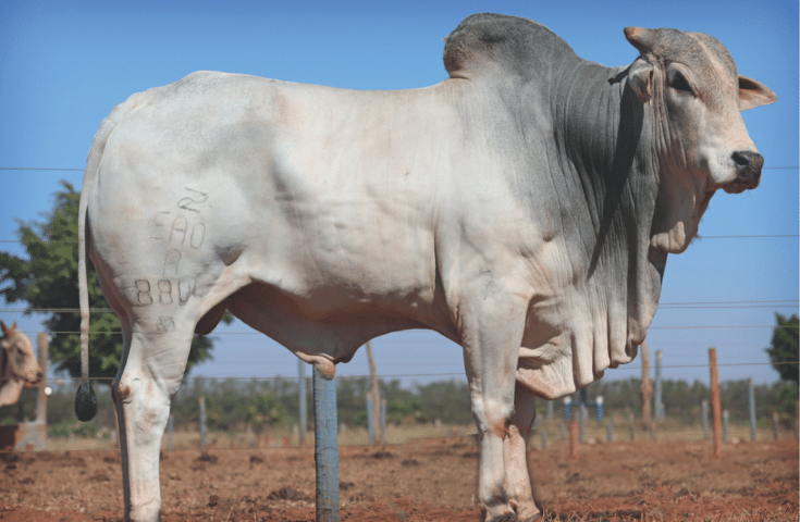 Linhares firma acordo de cooperação para melhoramento genético em bovinos