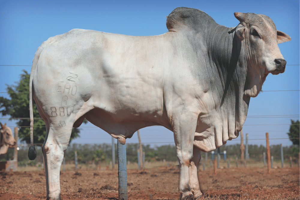 Linhares firma acordo de cooperação para melhoramento genético em bovinos