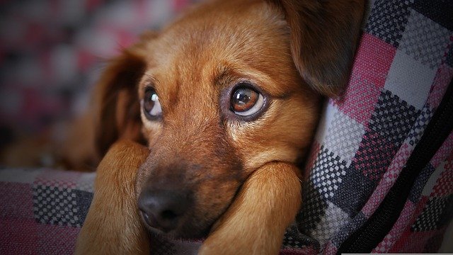 Governo suspende oito lotes de vacina animal contra leishmaniose