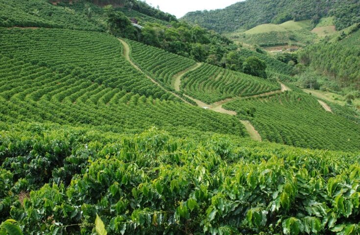 Divulgada programação do Seminário de Inovação e Tecnologia de Café