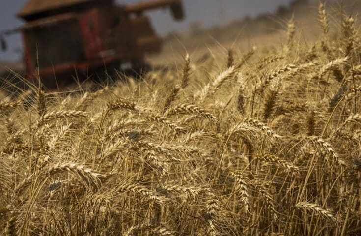 Preço do trigo segue enfraquecido no mercado doméstico