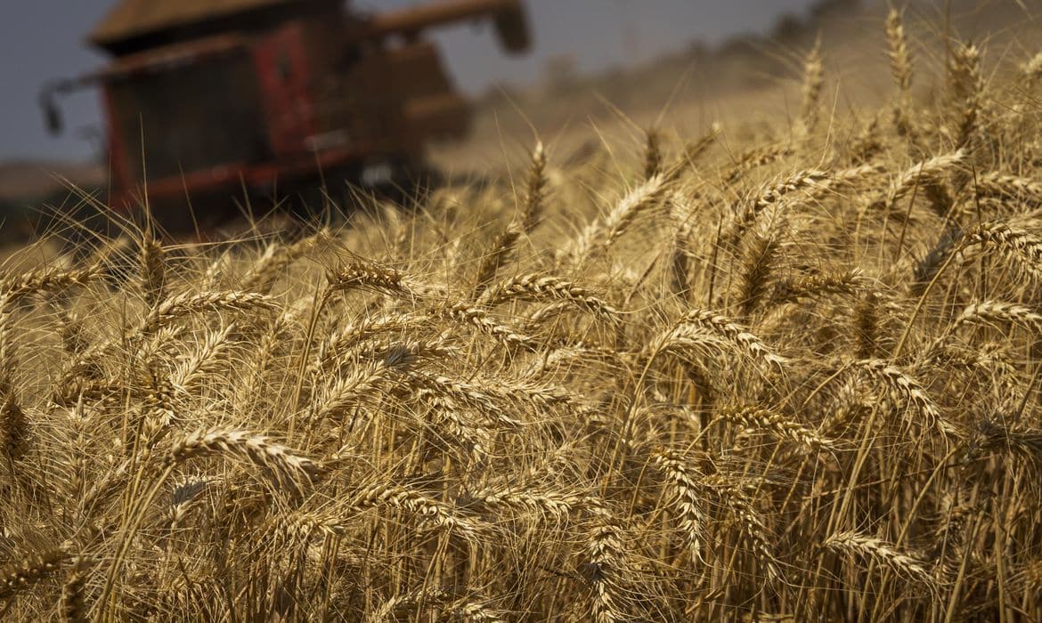 Preço do trigo segue enfraquecido no mercado doméstico