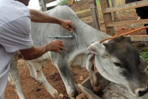 Aftosa: com fim da vacinação obrigatória, pecuaristas devem redobrar cuidados