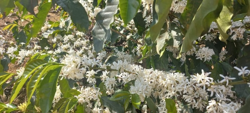 Florada de café enche de beleza os campos de Varre-Sai (RJ)