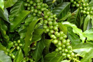 Cafeicultura é tema de encontro de produtores em Barra São Francisco