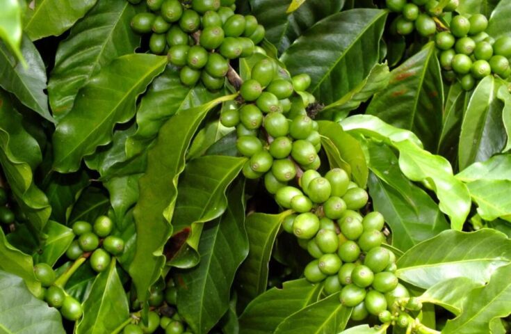Cafeicultura é tema de encontro de produtores em Barra São Francisco