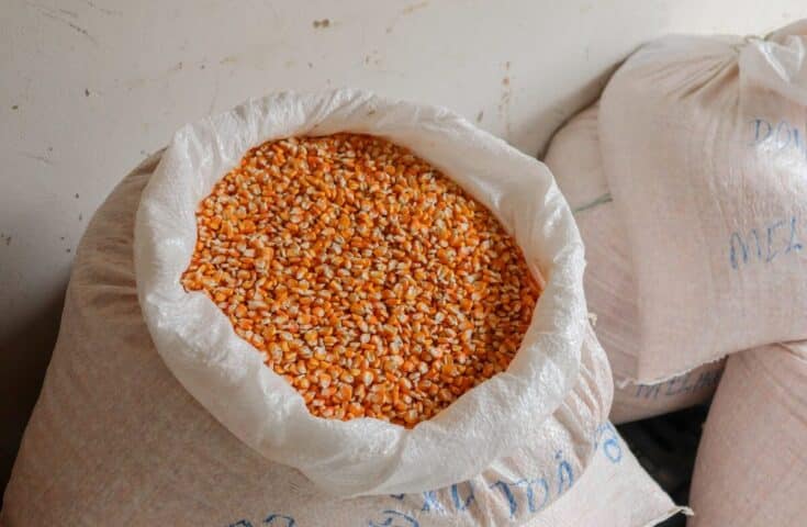 Retomada produção de sementes de milho crioulo em Muqui