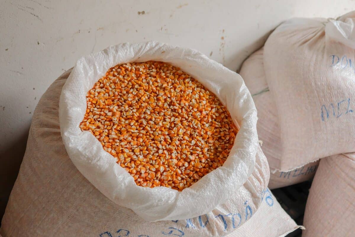 Retomada produção de sementes de milho crioulo em Muqui
