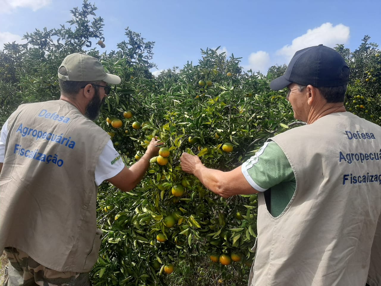 Agricultura do RJ intensifica fiscalização na cultura de citros