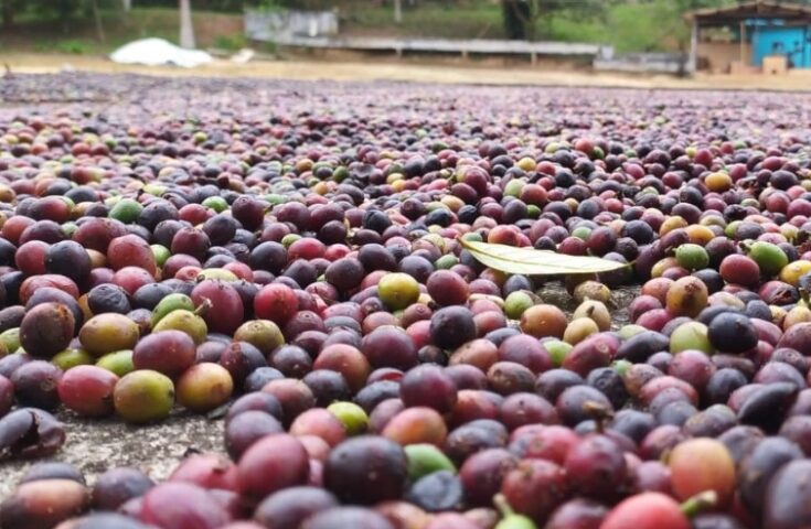 Produção de café no Estado do Rio tem aumento de 127% no faturamento