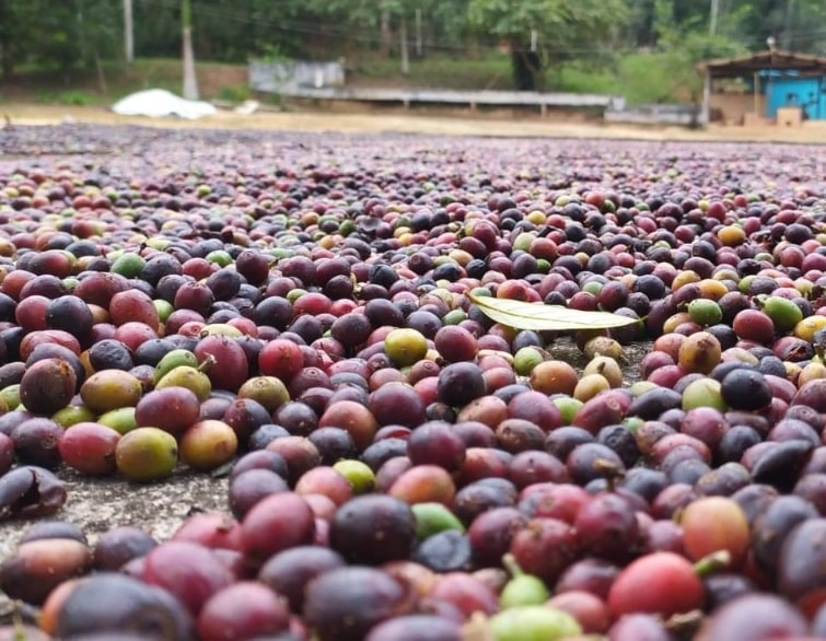 Produção de café no Estado do Rio tem aumento de 127% no faturamento