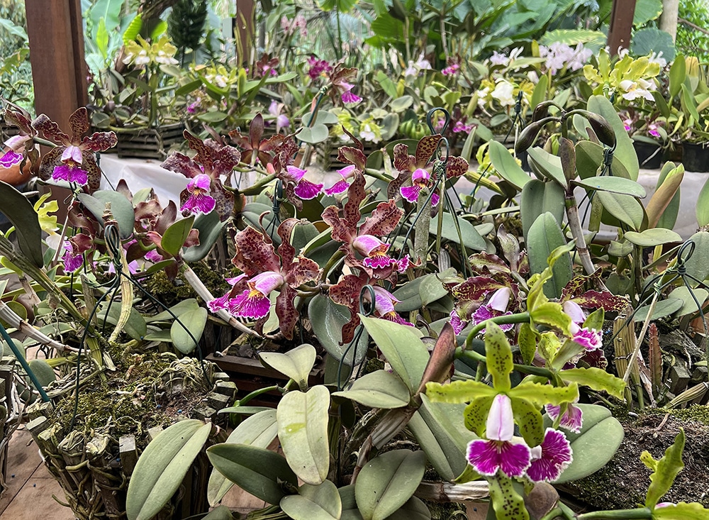 O berço das orquídeas brasileiras fica na Mata Atlântica entre ES e RJ