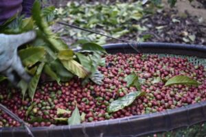 Prêmio “Coffee of The Year” tem recorde de amostras inscritas