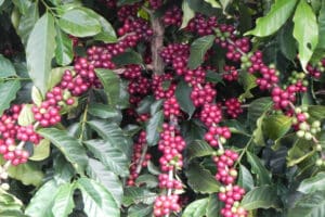 Ferramenta biotecnológica agiliza lançamento de novas cultivares de café