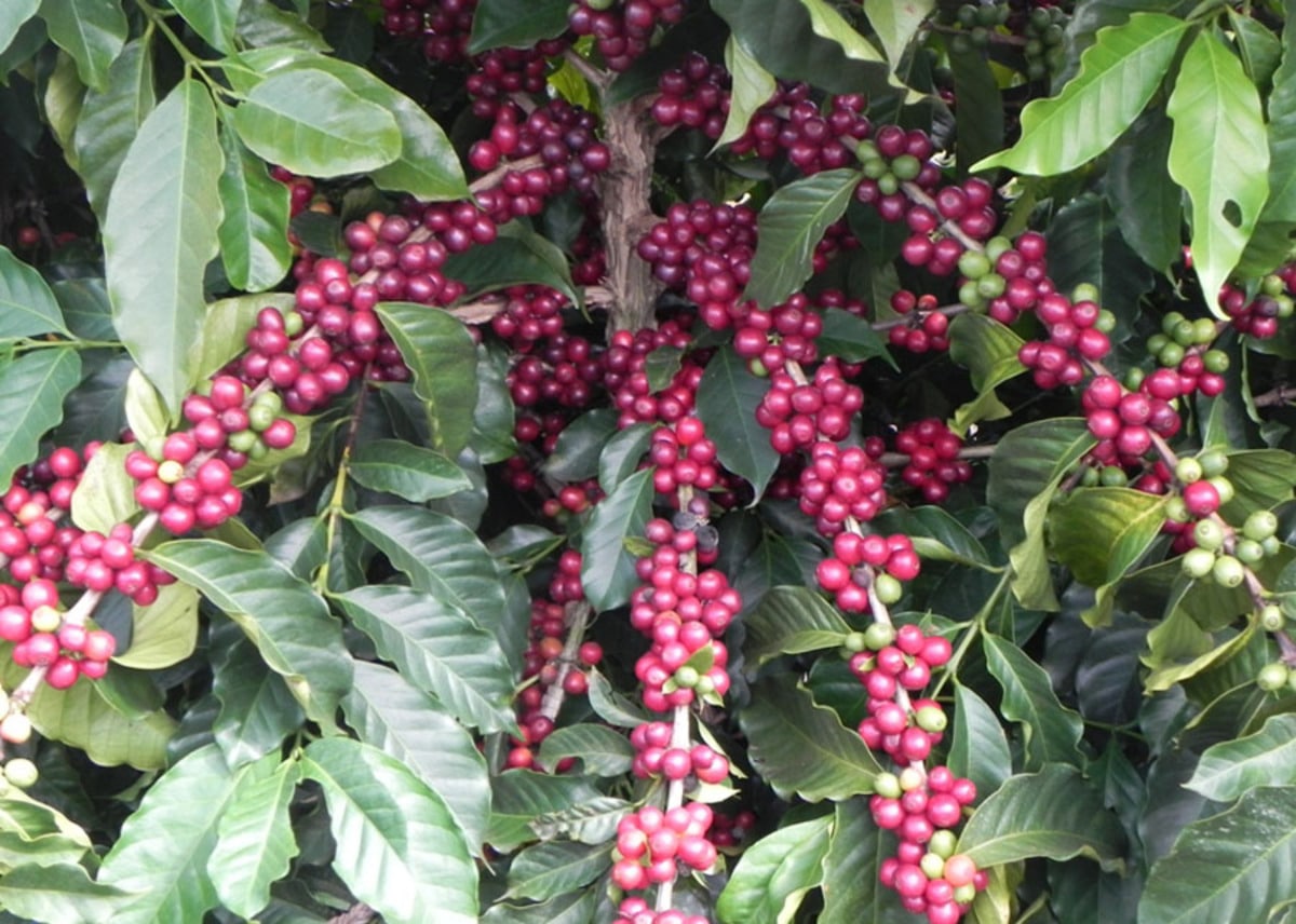 Ferramenta biotecnológica agiliza lançamento de novas cultivares de café