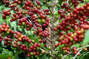 Os gigantes dos grãos: afinal, qual município é o maior produtor de café do Espírito Santo?