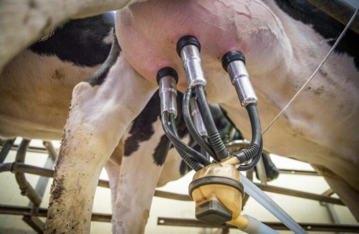 Agricultura aprova medidas que favorecem produtores nacionais de leite