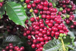 Com apoio da ApexBrasil, cafeicultores brasileiros fizeram negócios com vários países