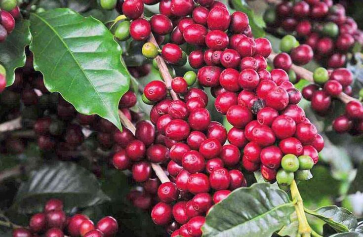 Com apoio da ApexBrasil, cafeicultores brasileiros fizeram negócios com vários países