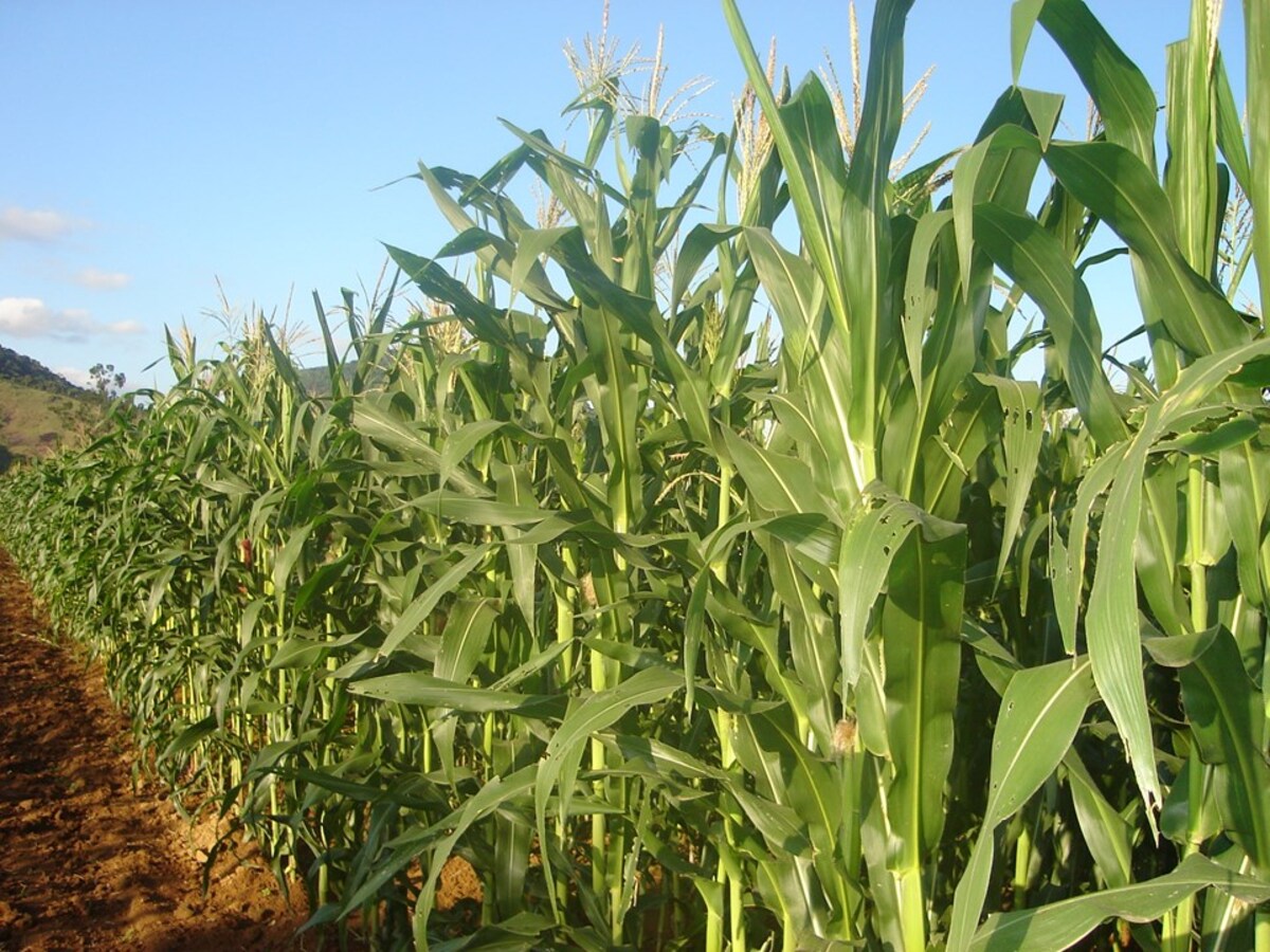 Sistema de plantio direto orgânico com milho verde se mostra superior ao tradicional