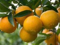 Preço da laranja pera bate novo recorde em fevereiro