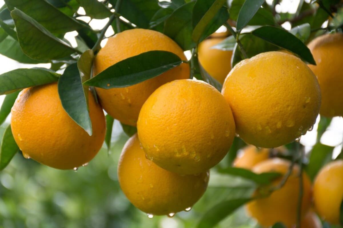 Preço da laranja pera bate novo recorde em fevereiro