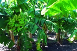 Nova cultivar de banana-da-terra reúne alta produtividade e qualidade alimentar