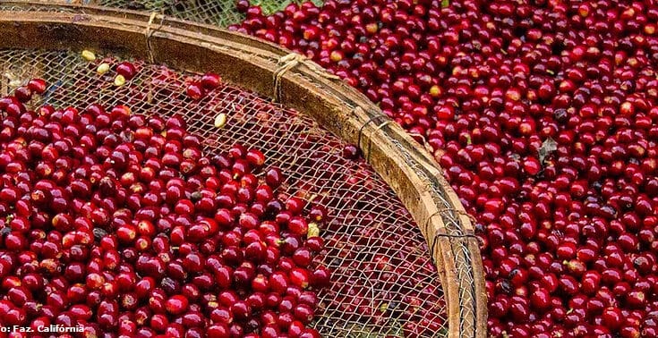 Brasil exporta 3 milhões de sacas de café em julho