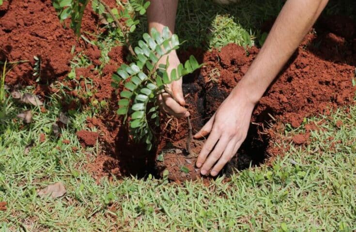 Crea-ES e Plantio Brasil realizam 3º Encontro Nacional dos Plantadores de Árvores