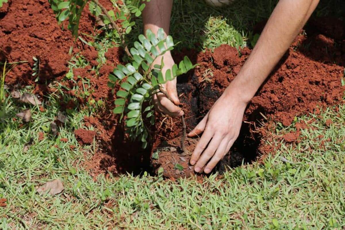 Crea-ES e Plantio Brasil realizam 3º Encontro Nacional dos Plantadores de Árvores