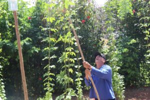 Viveiro experimental de Viana cultiva mais de 70 espécies de plantas