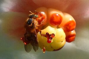 Aberta consulta pública para instrução normativa de criação de abelhas sem ferrão