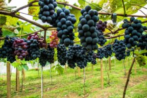 Exposição marca início da terceira colheita de uva em Linhares