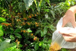 Secretaria de Agricultura avança no trabalho de produção de cafés de qualidade no RJ