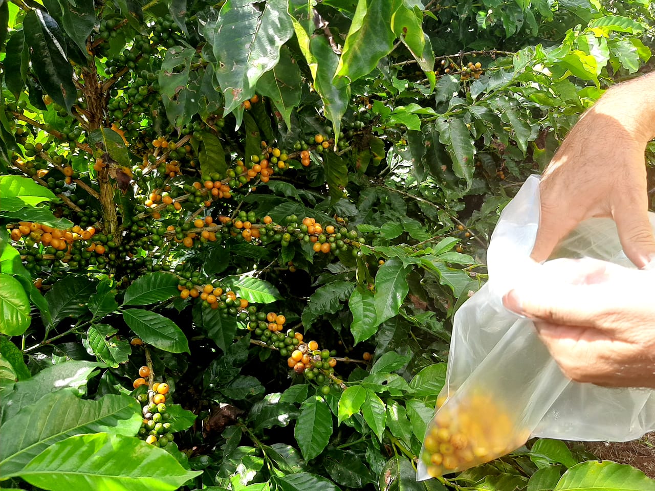 Secretaria de Agricultura avança no trabalho de produção de cafés de qualidade no RJ