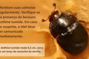 Espírito Santo confirma ocorrência do pequeno besouro das colmeias