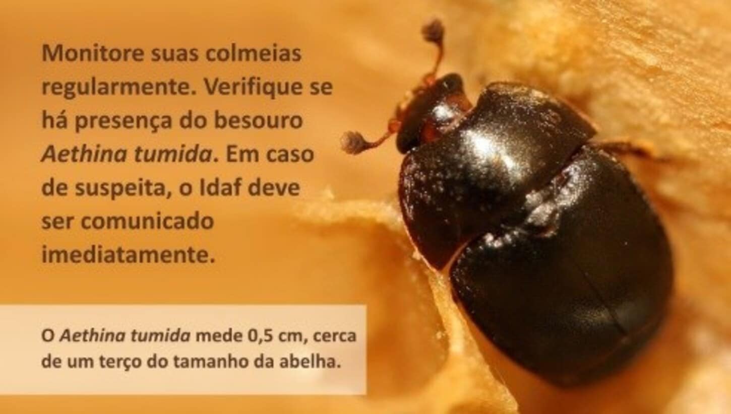Espírito Santo confirma ocorrência do pequeno besouro das colmeias