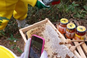 Experiência com abelhas rende 1º prêmio de turismo sustentável ao ES