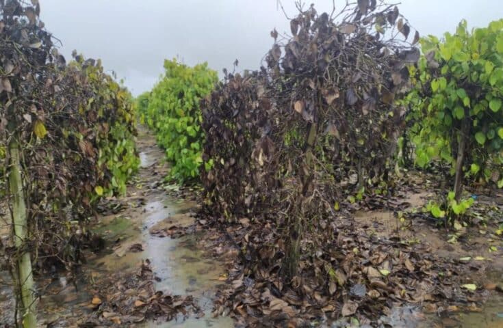 Fortes chuvas causam prejuízos para lavouras de pimenta e café de produtores rurais em São Mateus