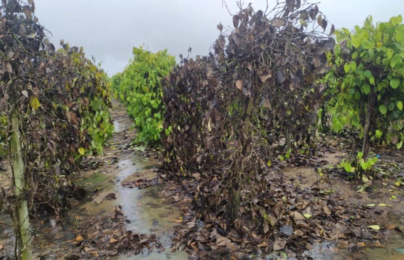 Fortes chuvas causam prejuízos para lavouras de pimenta e café de produtores rurais em São Mateus