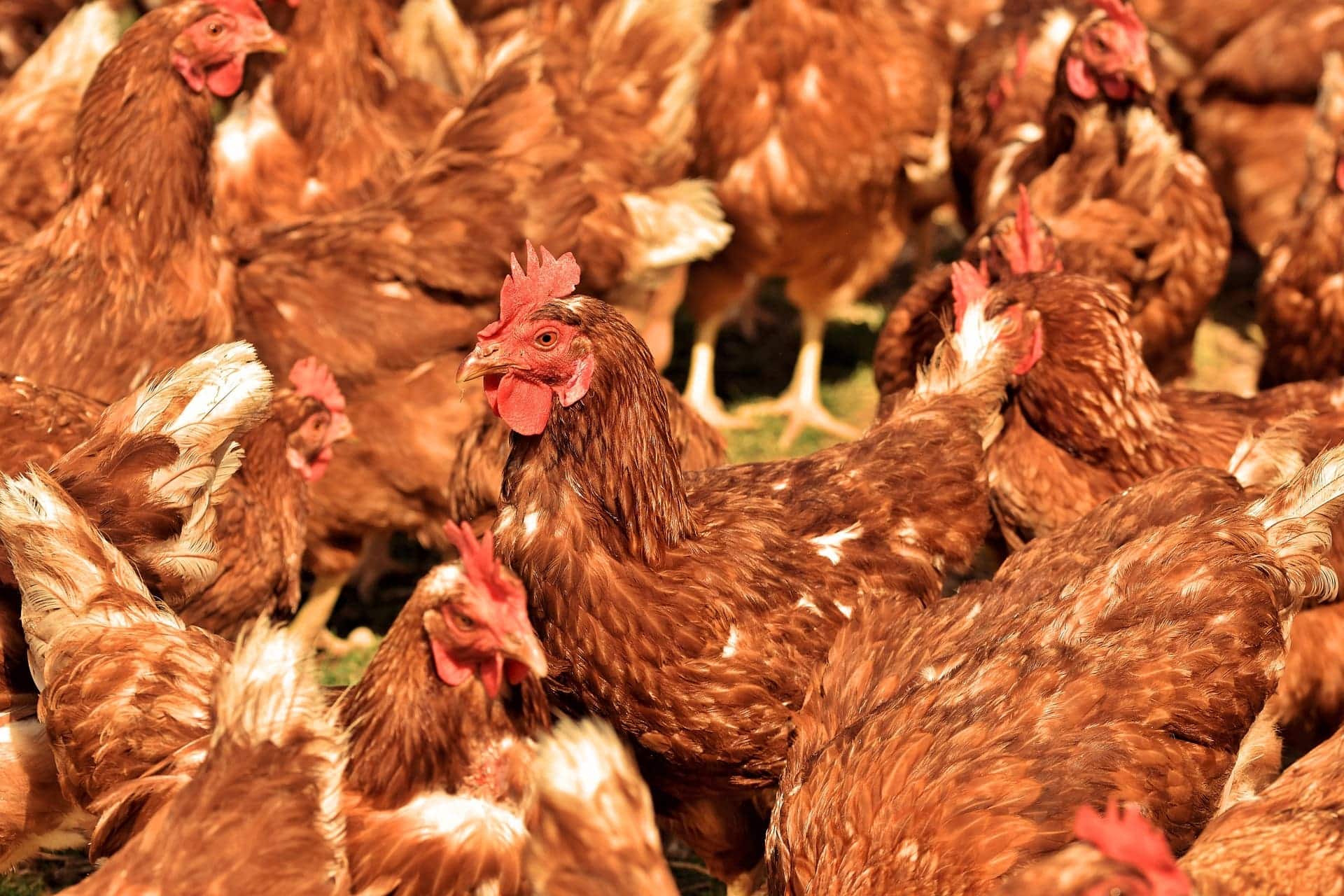 Entidades reforçam orientações e ações de prevenção à influenza aviária no Brasil e no ES