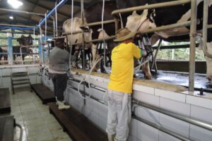 Nater Coop distribui R$ 534 mil em bônus para cooperados que atuam na produção de leite