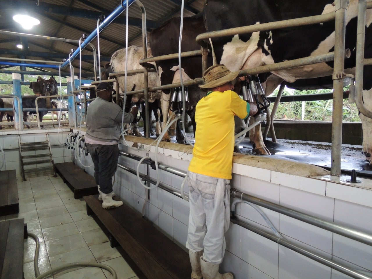 Nater Coop distribui R$ 534 mil em bônus para cooperados que atuam na produção de leite