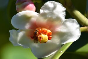 Prorrogado prazo da consulta pública para instrução normativa de criação de abelhas sem ferrão