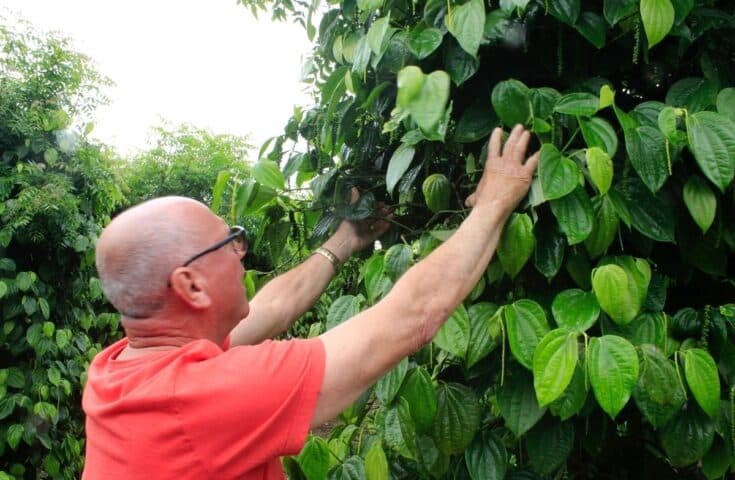 Pimenta-do-reino plantada em tutor vivo rende prêmio nacional a capixaba