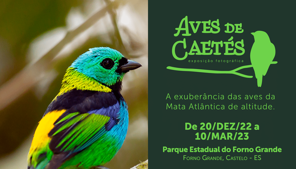 Parque Estadual do Forno Grande recebe exposição fotográfica ‘Aves de Caetés’