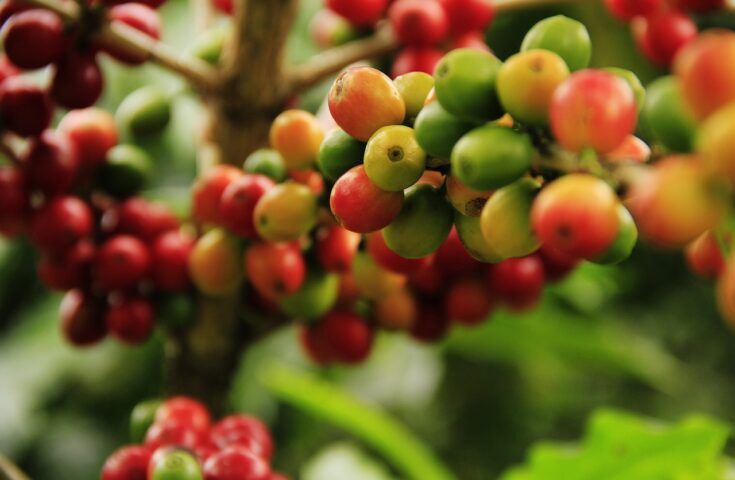 Primeiro levantamento da safra 2023 de café indica uma produção de 54,94 milhões de sacas
